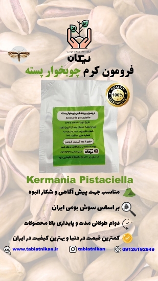 فرومون چوبخوار پسته