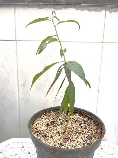 تصویر  پایه رویشی GF