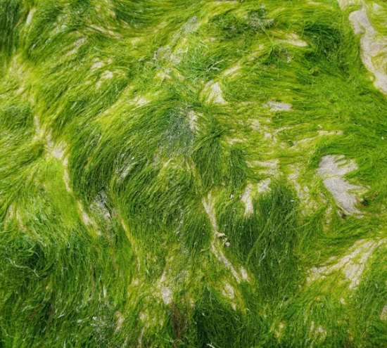 تصویر  جلبک دریایی