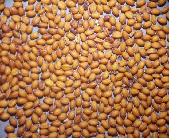 تصویر  بذر کاملینا