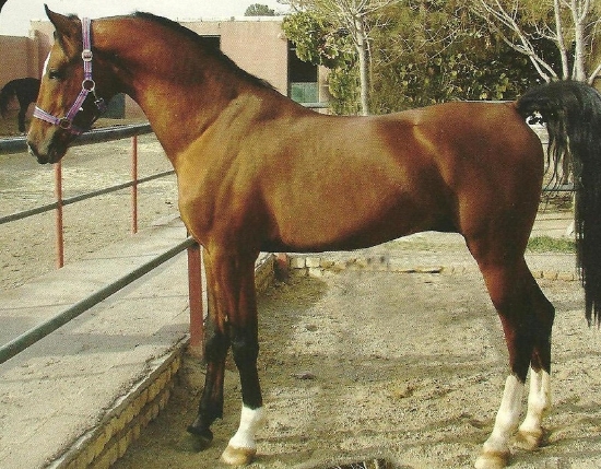 تصویر  آزمون انساب اسب