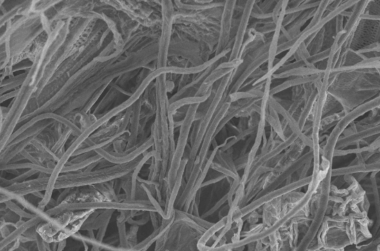 تصویر  نانو سلولز (Nano cellulose)