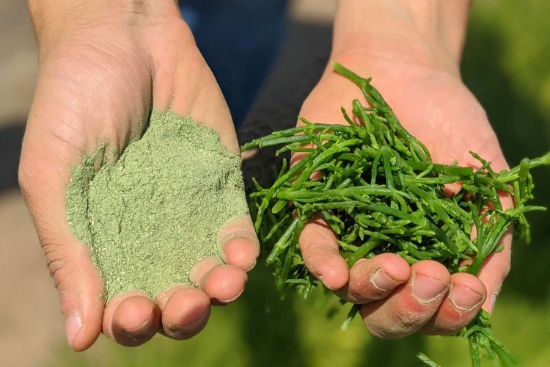 تصویر  نمک سالیکورنیا (Salicornia salt)