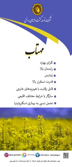 تصویر  بذر کلزا مهتاب