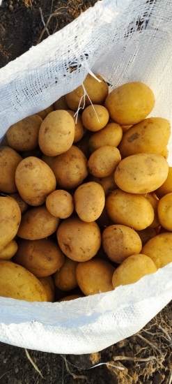 تصویر  بذر سیب زمینی